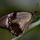 Schmetterling - tropischer Falter -