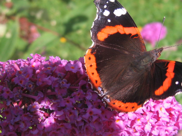 Schmetterling u. Flieder