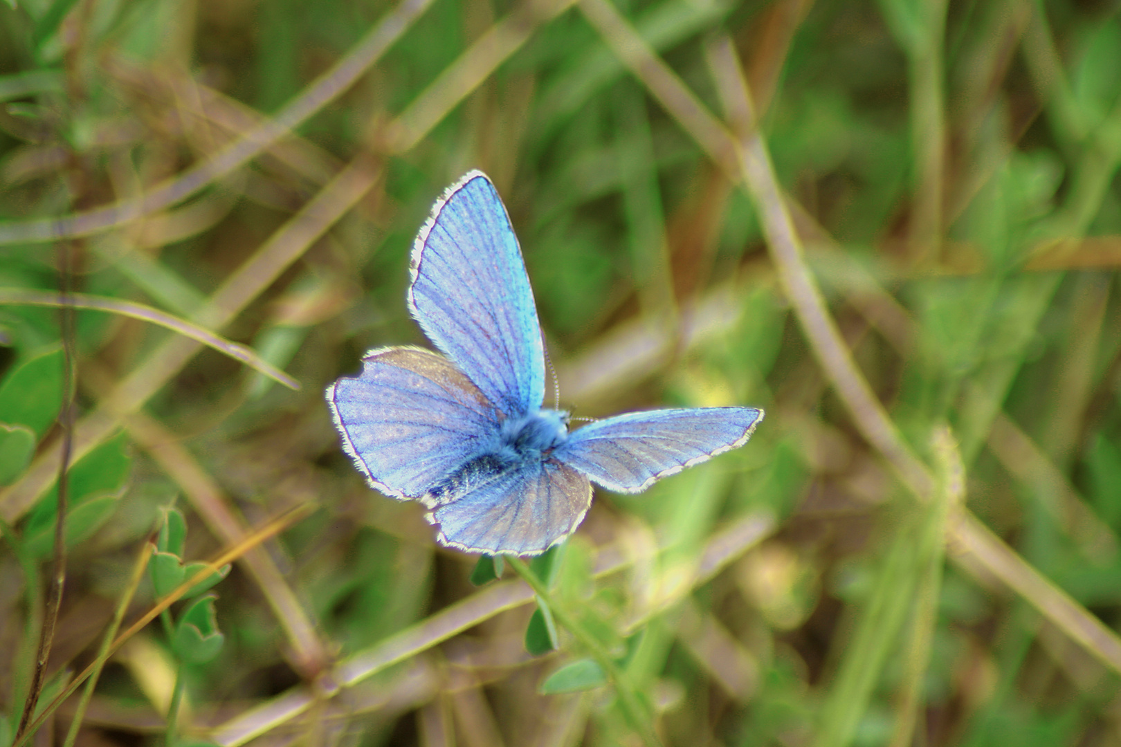 Schmetterling über Wiese