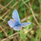 Schmetterling über Wiese