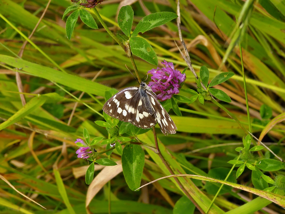 Schmetterling überrascht 2011