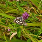 Schmetterling überrascht 2011