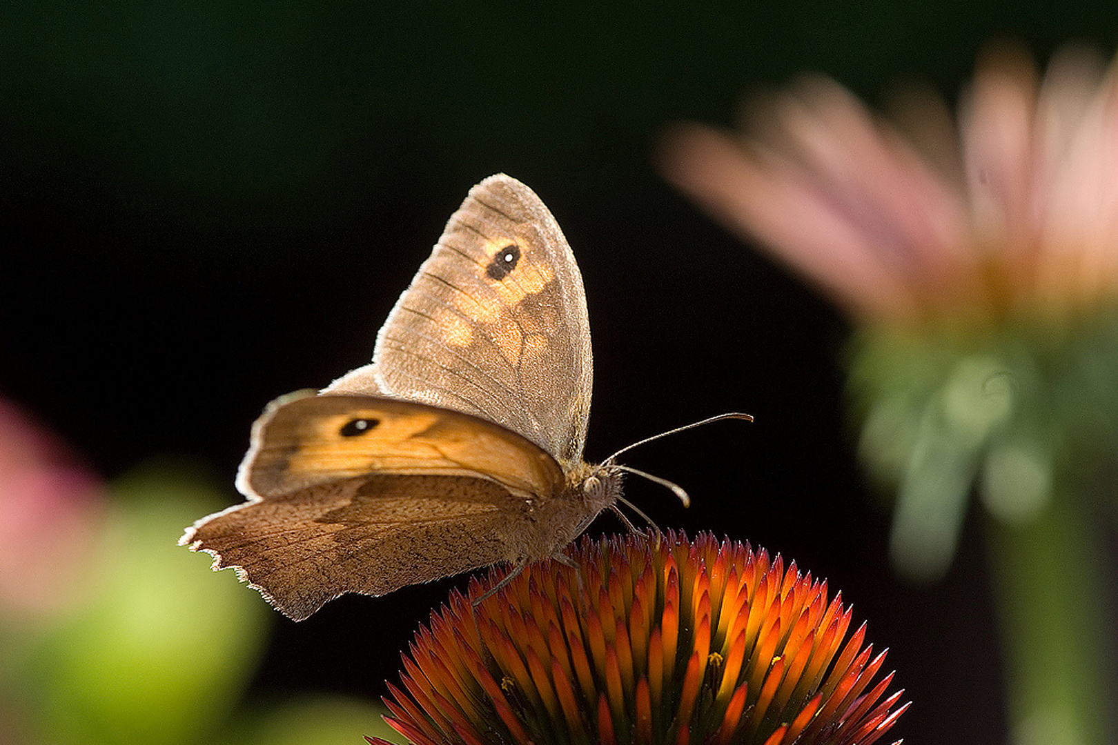 Schmetterling unbekannt