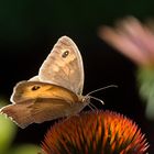 Schmetterling unbekannt