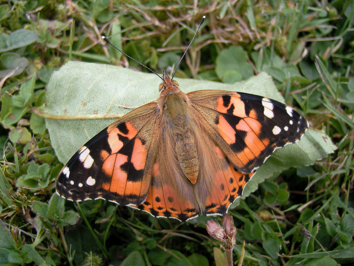 Schmetterling unbekannt