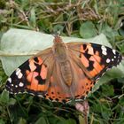 Schmetterling unbekannt