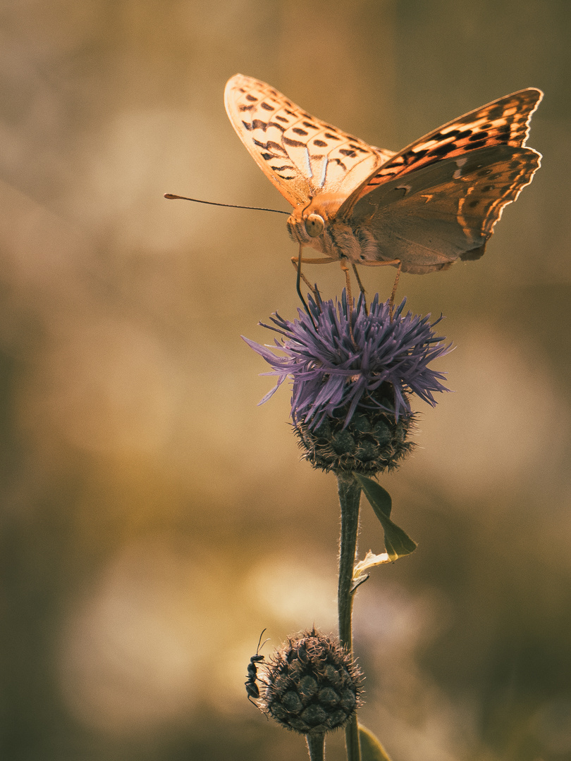 Schmetterling und Ameise