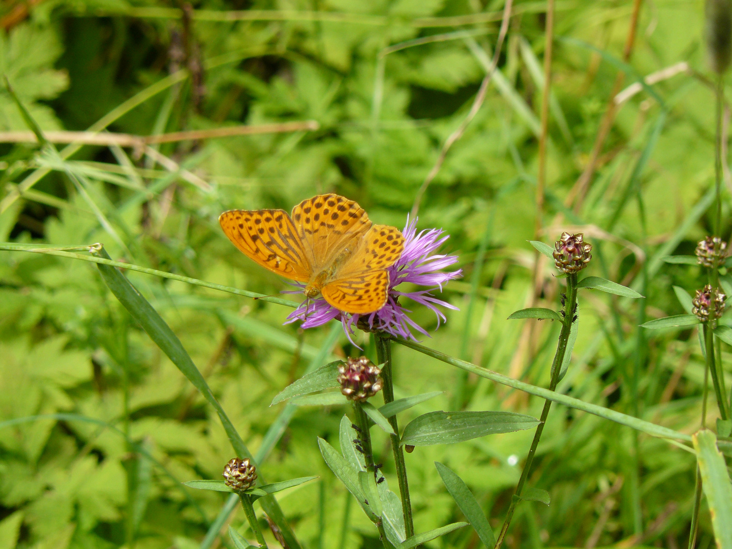 Schmetterling und anderes Ungeziefer