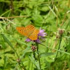 Schmetterling und anderes Ungeziefer