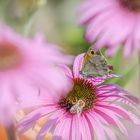 Schmetterling und Bienchen