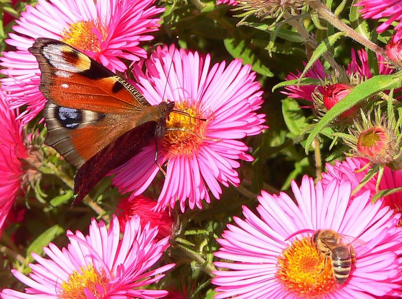 Schmetterling und Bienchen