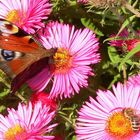 Schmetterling und Bienchen