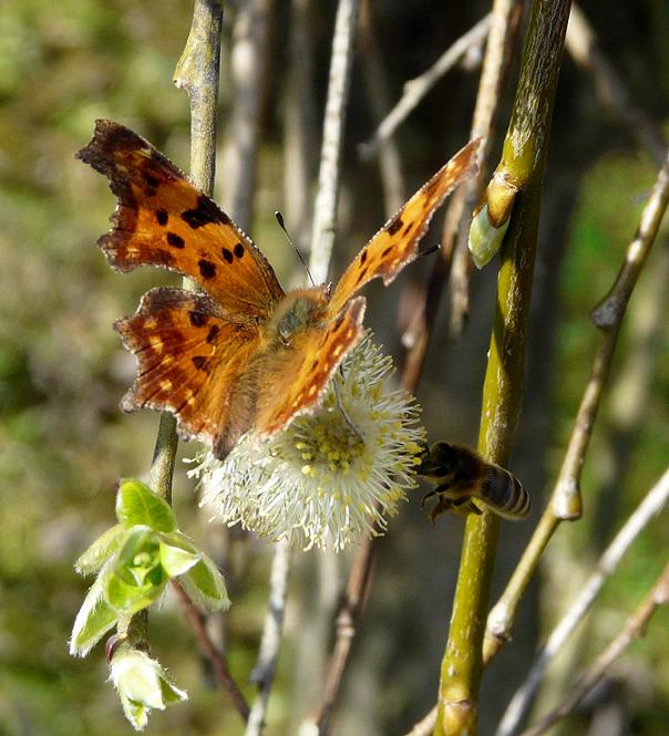 Schmetterling und Biene