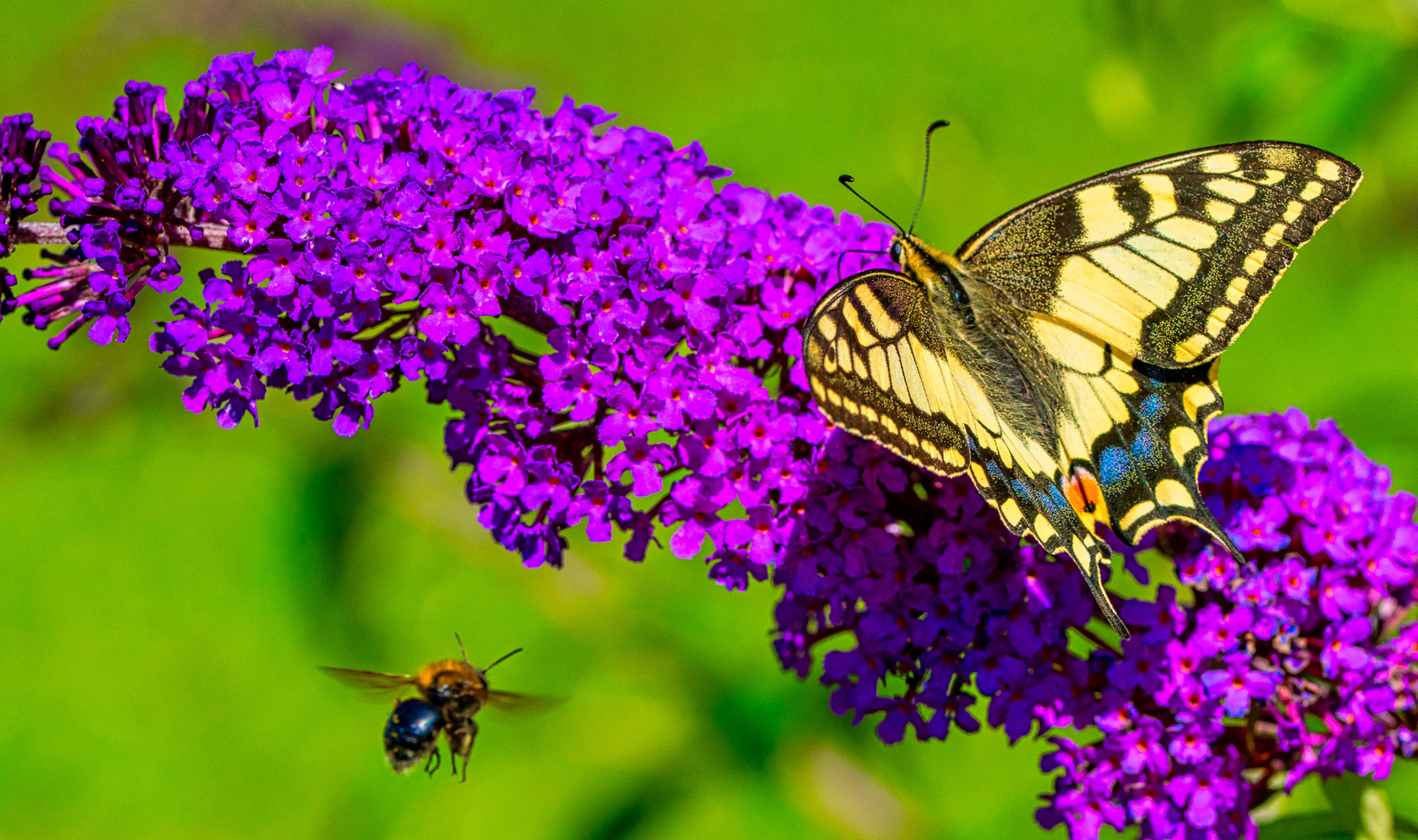 Schmetterling und Biene am Flieder