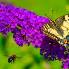 Schmetterling und Biene am Flieder