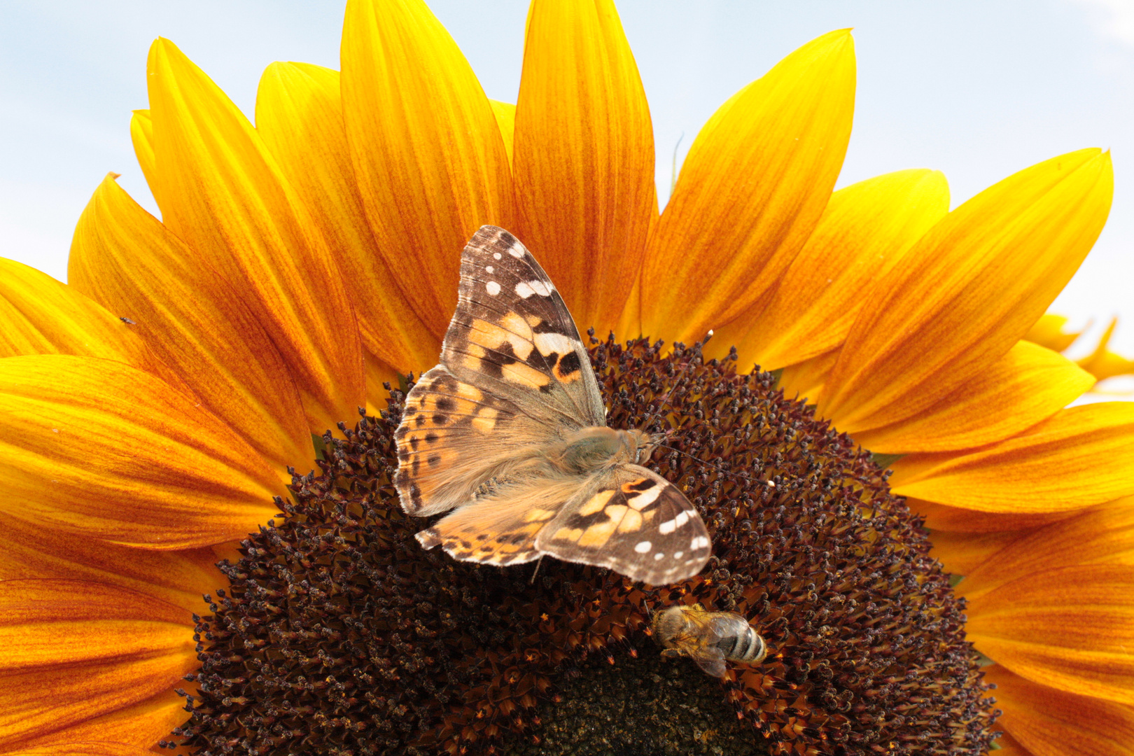 Schmetterling und Biene auf einer Sonnenblume Foto & Bild tiere