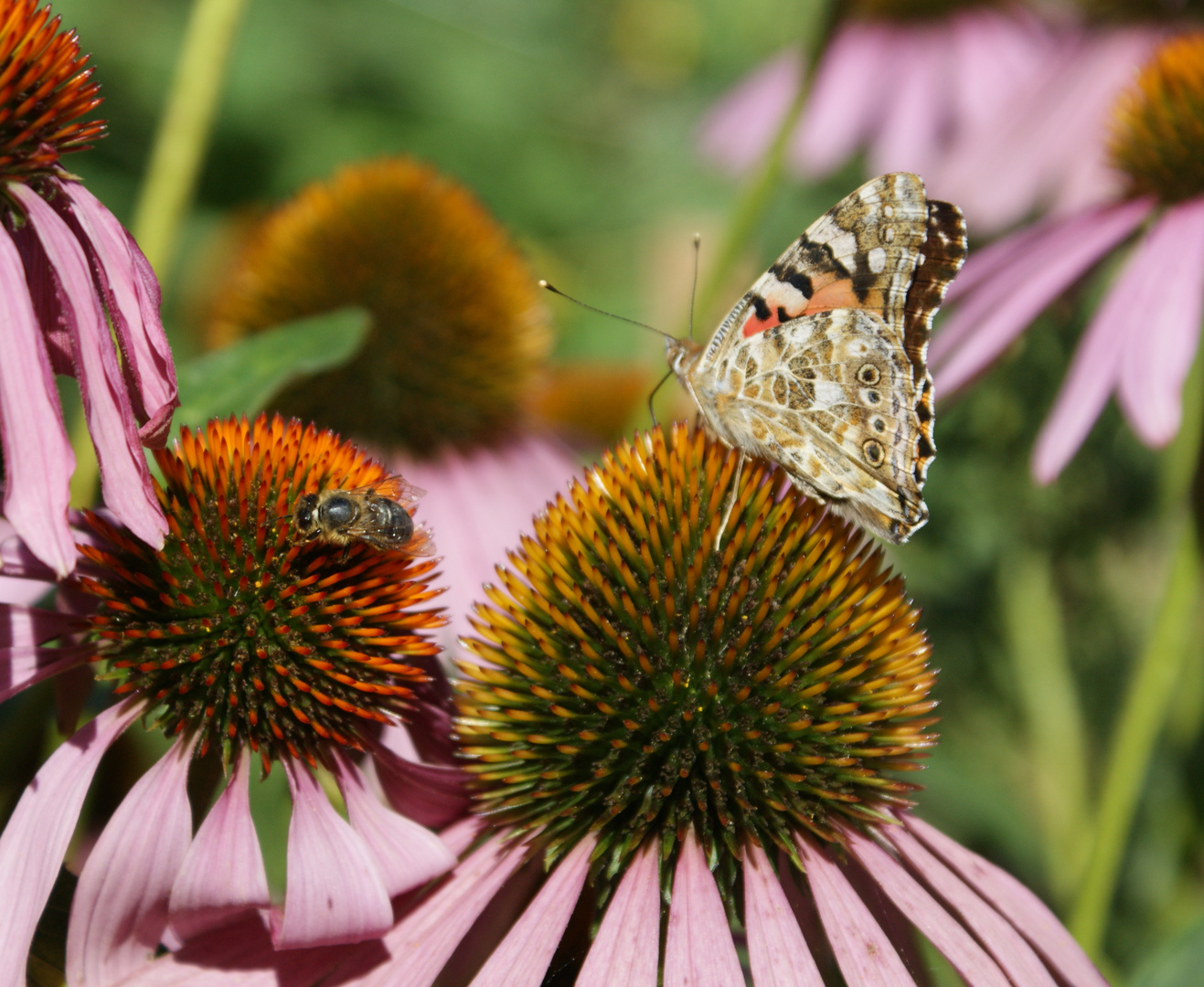 Schmetterling und Biene auf Futtersuche