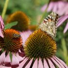 Schmetterling und Biene auf Futtersuche