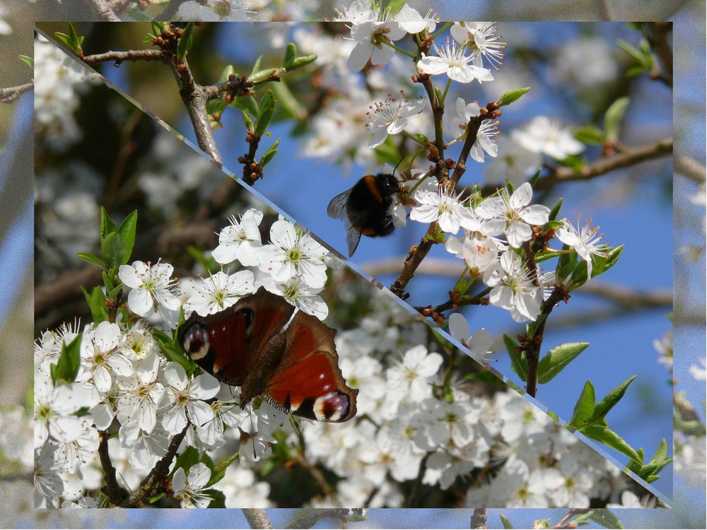 SCHMETTERLING und BIENE und BLUTEN