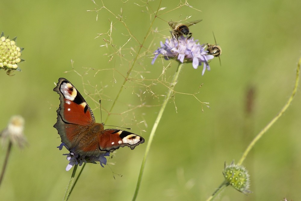 Schmetterling und Bienen