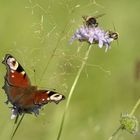 Schmetterling und Bienen