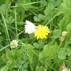 Schmetterling und Blümchen