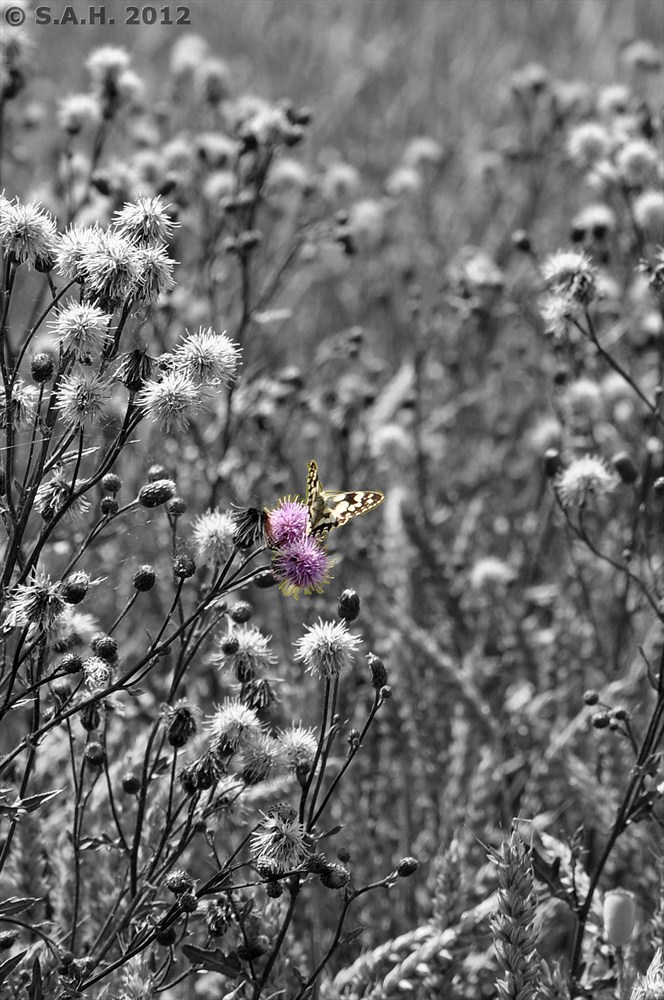 Schmetterling und Blüte