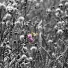 Schmetterling und Blüte