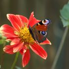 Schmetterling und Blüte I