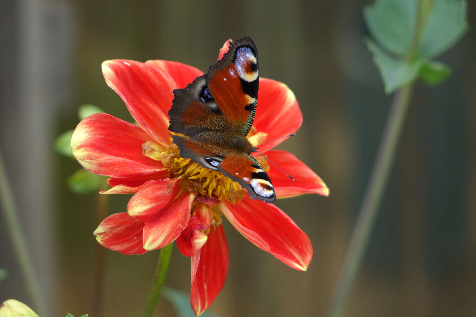 Schmetterling und Blüte II