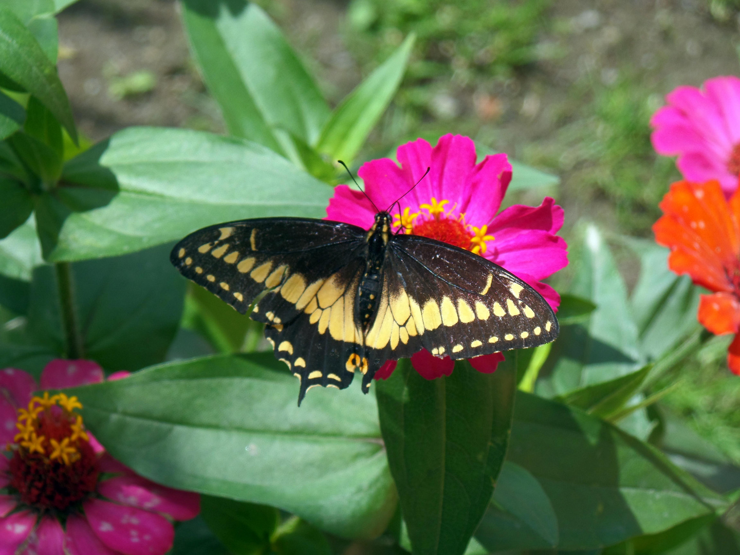 Schmetterling und Blume