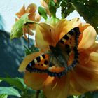 Schmetterling und Blume