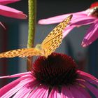 Schmetterling und Blume