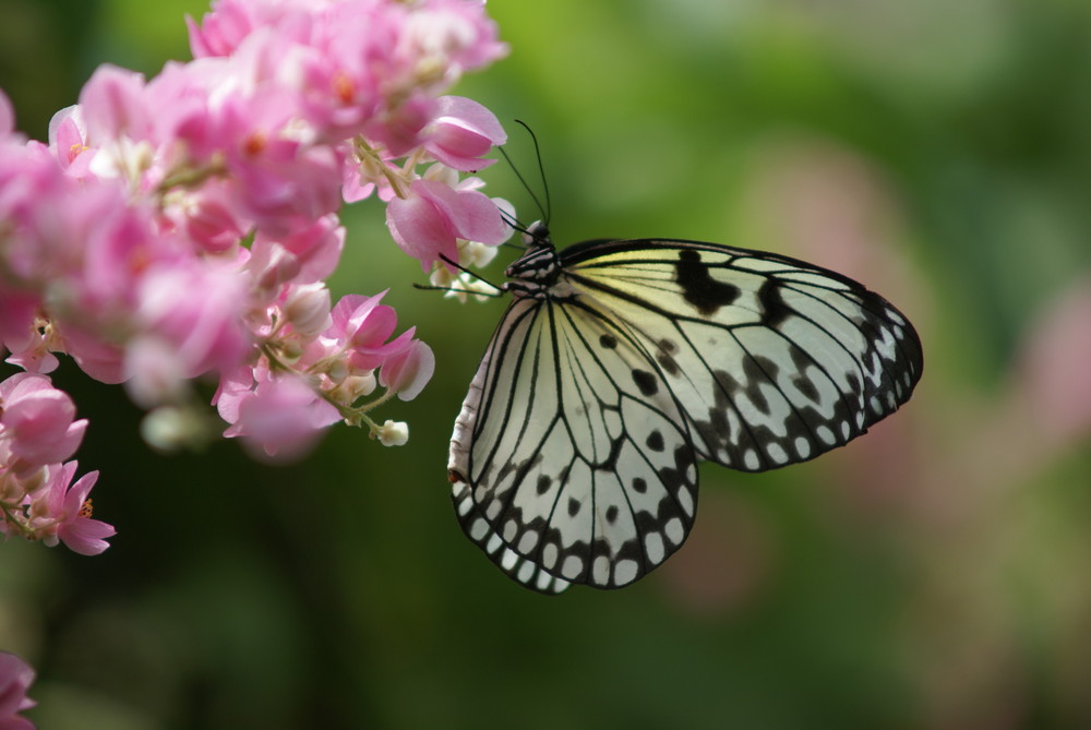 Schmetterling und Blume