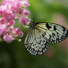 Schmetterling und Blume