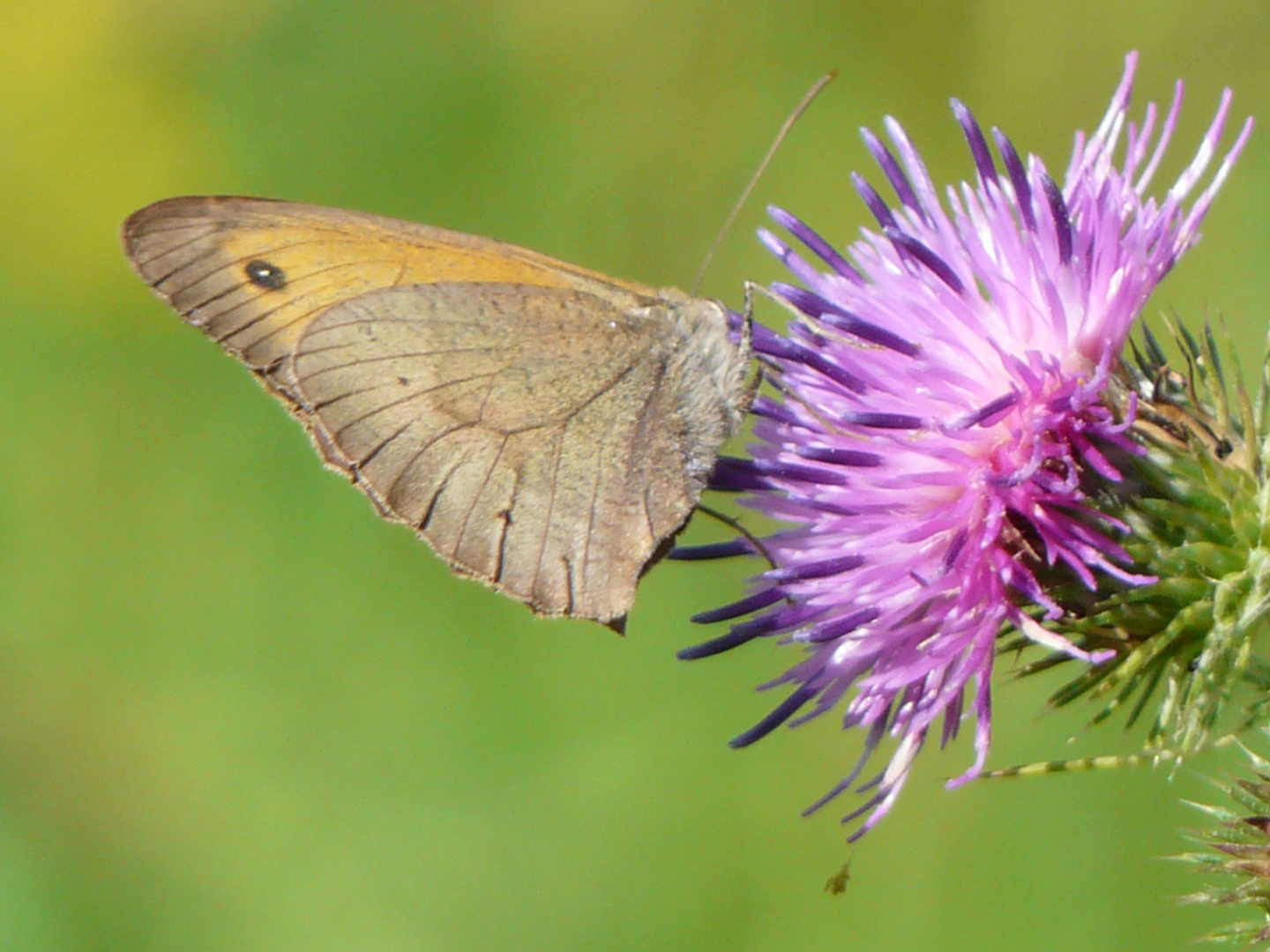 Schmetterling und Blume