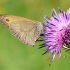 Schmetterling und Blume