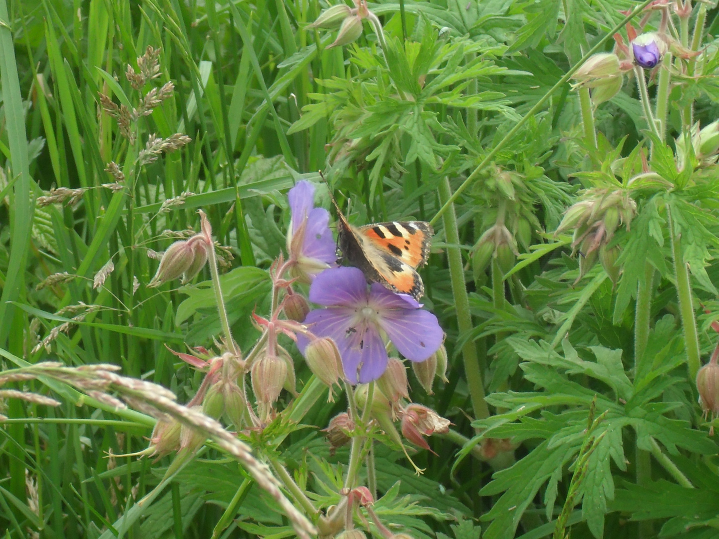 Schmetterling und blume sind ein schönes paar;D