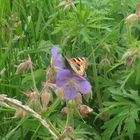 Schmetterling und blume sind ein schönes paar;D