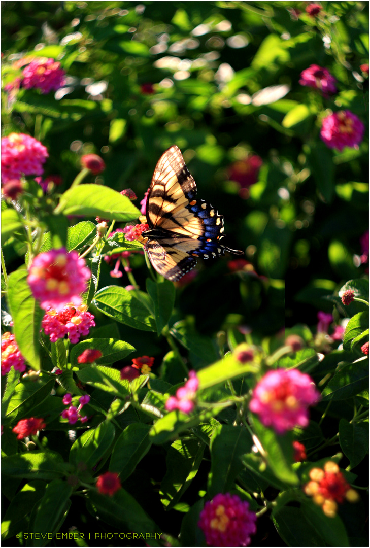 Schmetterling und Blumen, Sommer Nachmittag