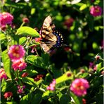 Schmetterling und Blumen, Sommer Nachmittag