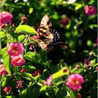 Schmetterling und Blumen, Sommer Nachmittag