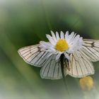 Schmetterling und Blumenblüte.