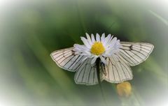 Schmetterling und Blumenblüte.