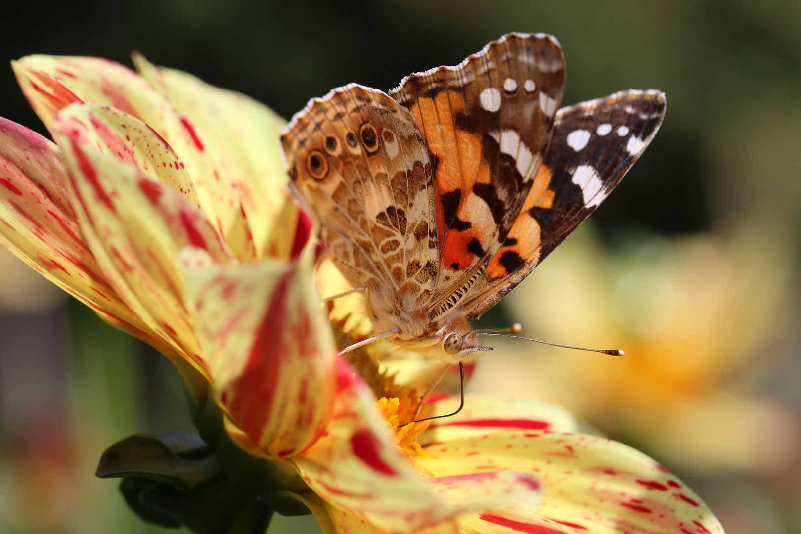 Schmetterling und Dahlie