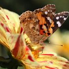 Schmetterling und Dahlie