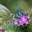 Schmetterling und das lilafarb. Monster