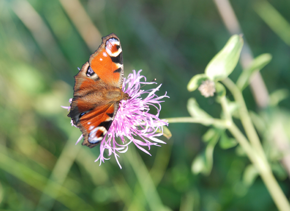 Schmetterling und Distel