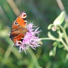 Schmetterling und Distel