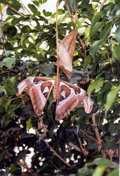 Schmetterling und Entwicklung